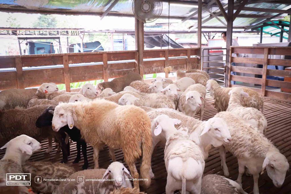 PDT KUNJUNGI OSMAN GOAT FARM BAGI MELIHAT SISTEM PENTERNAKAN KAMBING 