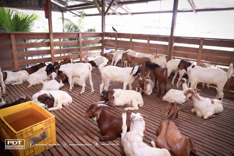 pdt-kunjungi-osman-goat-farm-bagi-melihat-sistem-penternakan-kambing